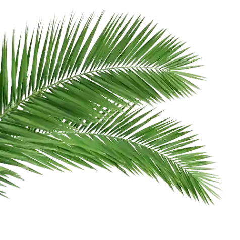 Palm tree