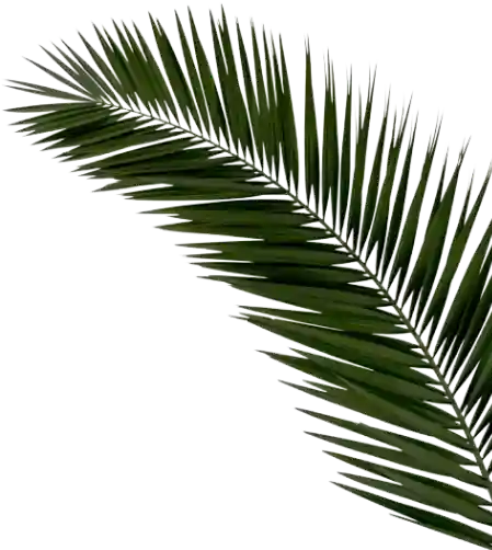 Palm tree